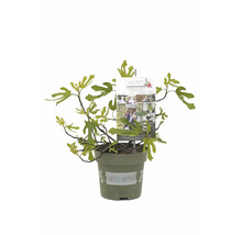 Feigenbaum im Topf mit dem Etikett Lucky Berry