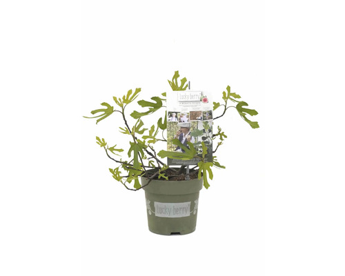 Feigenbaum im Topf mit dem Etikett Lucky Berry