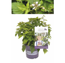 Brombeerpflanze im Topf mit Blüte und Sortenschild
