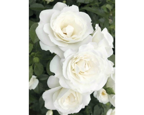 Nahaufnahme von weißen Rosenblüten