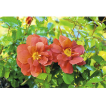 Nahaufnahme zweier orangefarbener Rosenblüten mit grünen Blättern