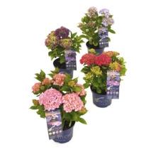 Verschiedenfarbige Hortensien im Topf