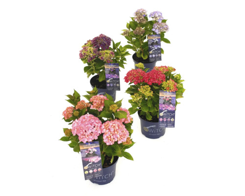 Verschiedenfarbige Hortensien im Topf