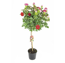 Rosenstämmchen im Topf mit roten und rosa Blüten