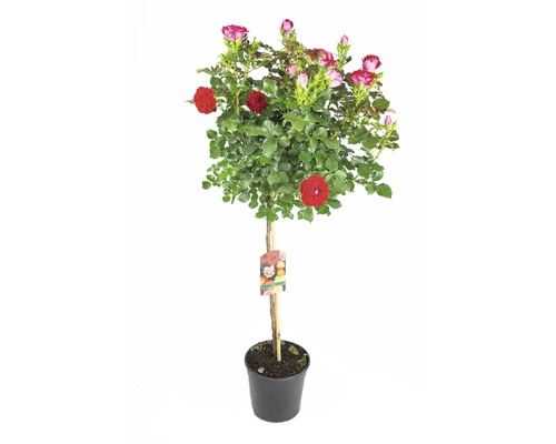Rosenstämmchen im Topf mit roten und rosa Blüten
