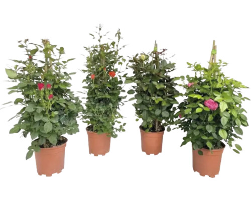 Verschiedene Rosen in Töpfen