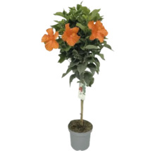 Hibiskus im Topf mit orangen Blüten