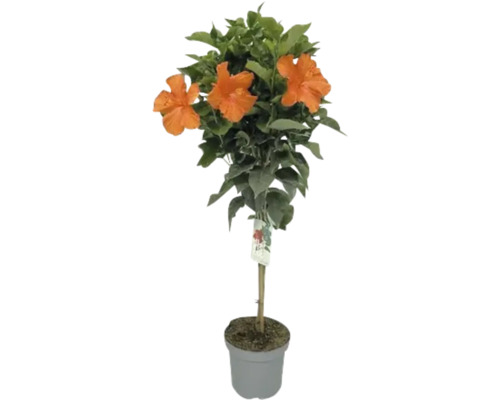 Hibiskus im Topf mit orangen Blüten