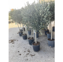 Reihe von Olivenbäumen im Topf