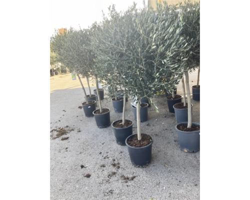 Reihe von Olivenbäumen im Topf