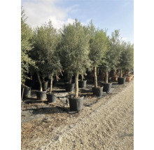 Reihe von Olivenbäumen in Töpfen im Freien