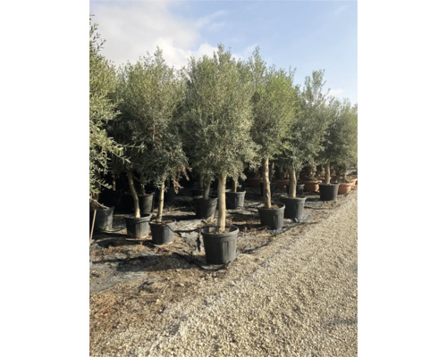 Reihe von Olivenbäumen in Töpfen im Freien