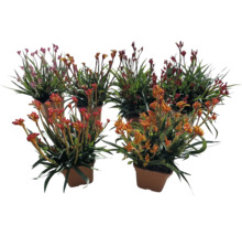 Mehrere Kängurublumen in Töpfen