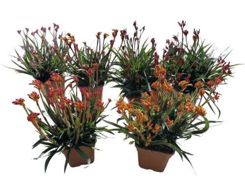 Mehrere Kängurublumen in Töpfen