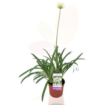 Afrikanische Schmucklilie im Topf