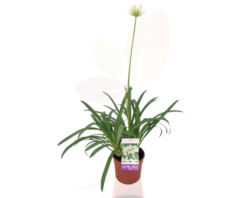 Afrikanische Schmucklilie im Topf