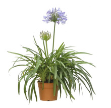 Schmucklilie in einem Topf mit Blüte und Blättern