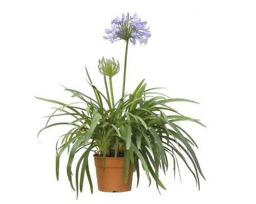 Schmucklilie in einem Topf mit Blüte und Blättern