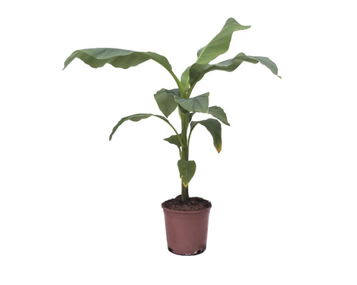 Bananenpflanze in einem Topf