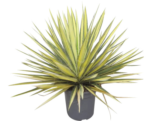 Yucca Zimmerpflanze in einem Topf