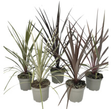 Verschiedene Keulenlilien Pflanzen in Töpfen