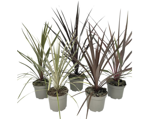 Verschiedene Keulenlilien Pflanzen in Töpfen