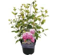 Gartenhortensie im Topf mit Hinweisschild