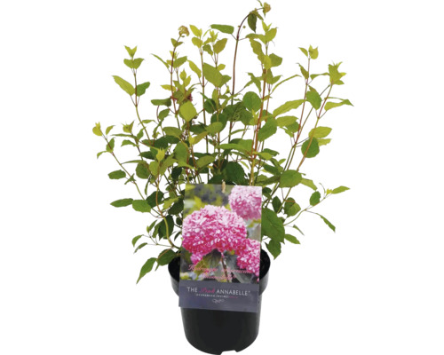 Gartenhortensie im Topf mit Hinweisschild