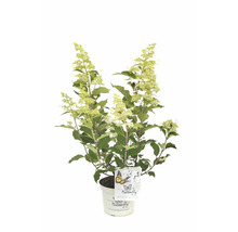 Schmetterlingshortensie im Topf