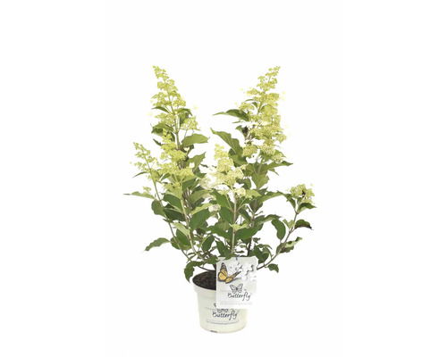 Schmetterlingshortensie im Topf