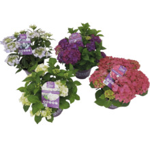 Vier Hortensien der Sorte Forever and Ever im Topf.