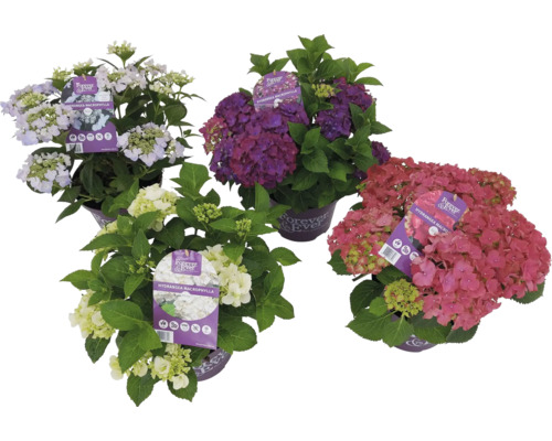 Vier Hortensien der Sorte Forever and Ever im Topf.