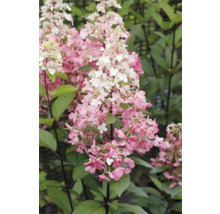 Rispenhortensie mit rosa und weißen Blüten