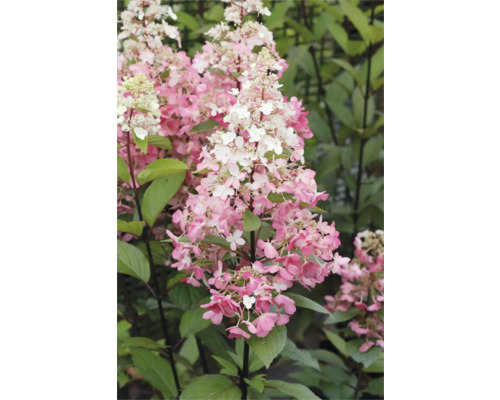 Rispenhortensie mit rosa und weißen Blüten