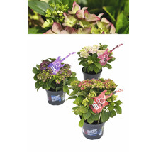 Drei Hortensien der Music Collection im Topf.