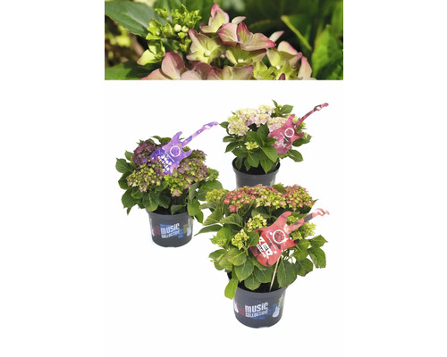 Drei Hortensien der Music Collection im Topf.