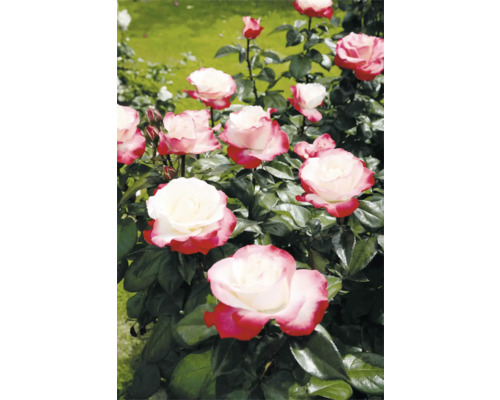 Blühende Rose mit roten Rändern und grünen Blättern
