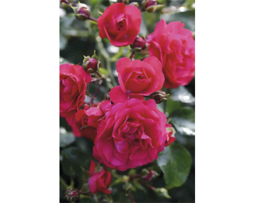 Nahaufnahme von roten Beetrosenblüten