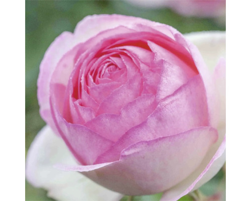 Nahaufnahme einer einzelnen rosa Rose