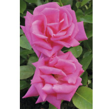 Zwei pinkfarbene Rosenblüten mit grünen Blättern