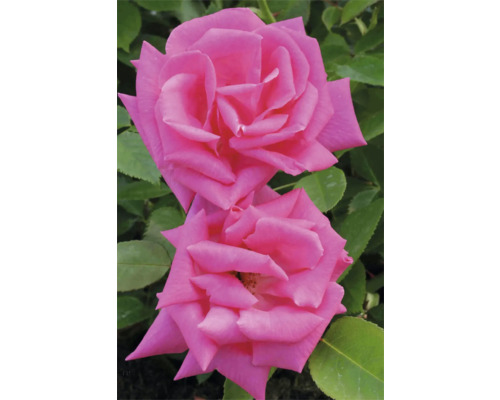 Zwei pinkfarbene Rosenblüten mit grünen Blättern