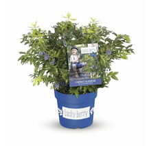 Heidelbeerstrauch im Topf mit Pflanzenstecker