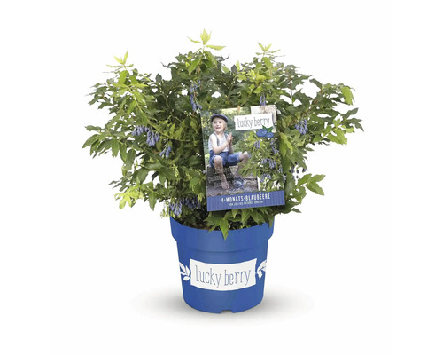 Heidelbeerstrauch im Topf mit Pflanzenstecker