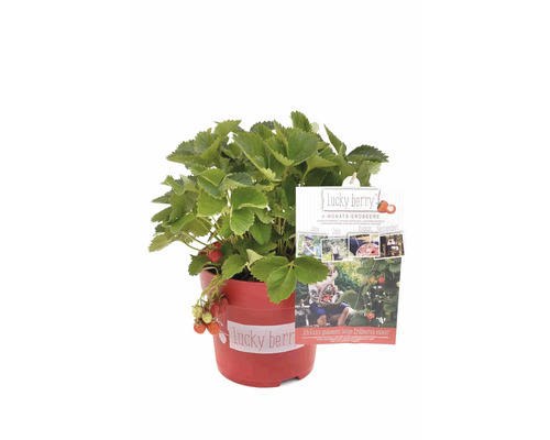 Lucky Berry Erdbeerpflanze im Topf mit Sorteninformationen
