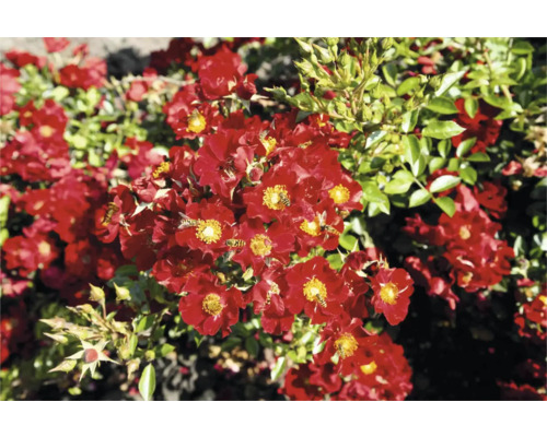 Roter Rosenbusch mit Insekten