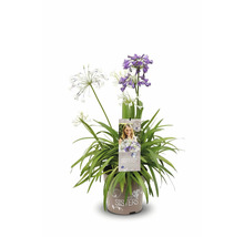 Dreimasterblume im Topf mit andersfarbigen Blüten