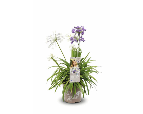 Dreimasterblume im Topf mit andersfarbigen Blüten