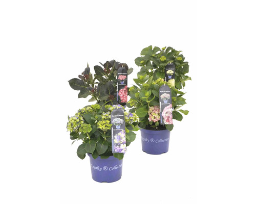 Zwei Hortensien im Topf mit Pflanzenetikett