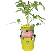 Rosa di Sorrento Costiera F1 Tomatenpflanze im Topf