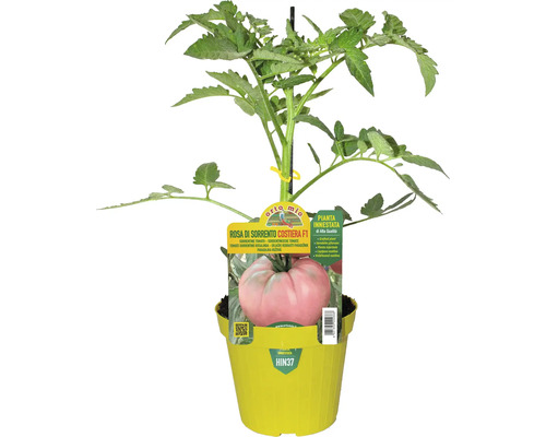 Rosa di Sorrento Costiera F1 Tomatenpflanze im Topf